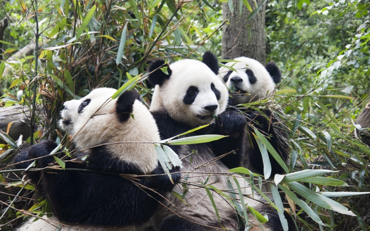 Panda: Guida TV  - TV Sorrisi e Canzoni