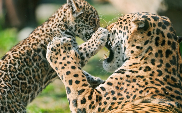 Il figlio del leopardo: Guida TV  - TV Sorrisi e Canzoni