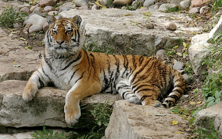 Amba, la tigre siberiana: Guida TV  - TV Sorrisi e Canzoni