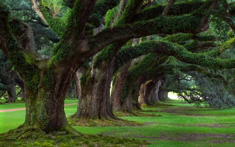 Alberi: Guida TV  - TV Sorrisi e Canzoni