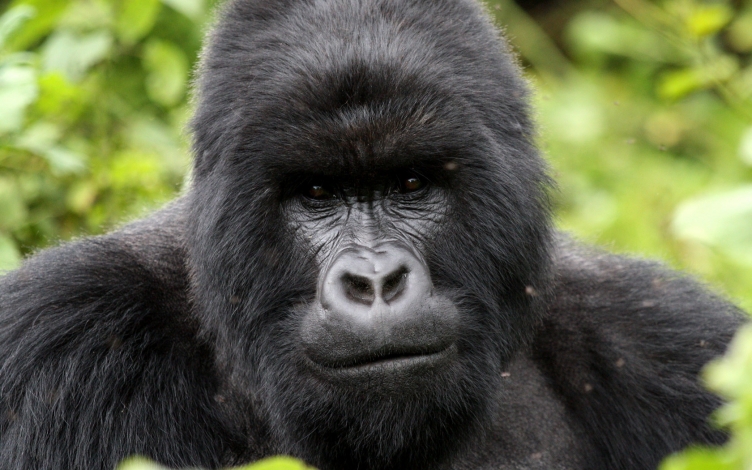 Specie in pericolo: il gorilla: Guida TV  - TV Sorrisi e Canzoni