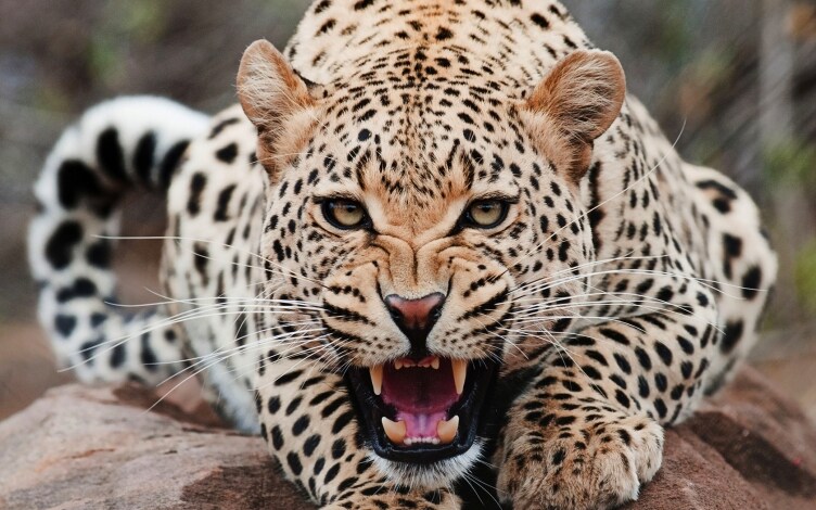 Avventura tra i giaguari: Guida TV  - TV Sorrisi e Canzoni