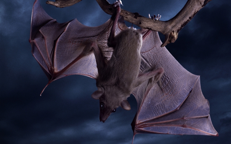 Creature da brivido: Guida TV  - TV Sorrisi e Canzoni