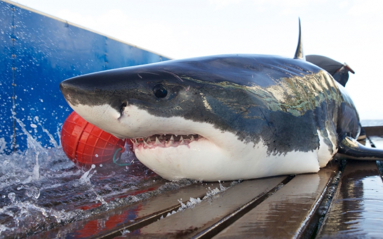 Man Vs Shark: Guida TV  - TV Sorrisi e Canzoni
