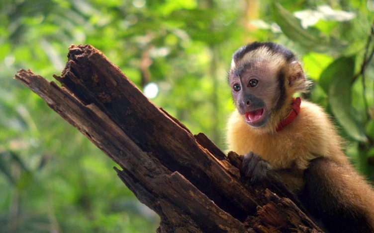 Amazzonia: Guida TV  - TV Sorrisi e Canzoni