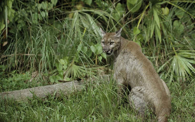 Puma: il coraggio di una madre: Guida TV  - TV Sorrisi e Canzoni