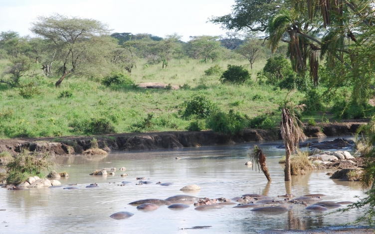 Il grande Serengeti: Guida TV  - TV Sorrisi e Canzoni