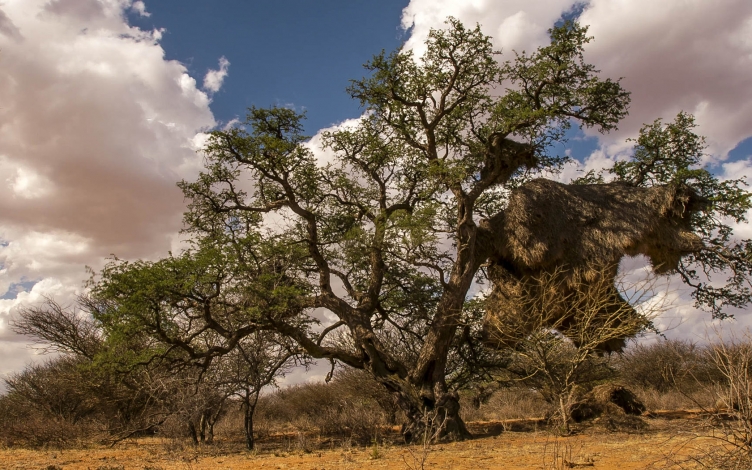 Gli alberi della vita: Guida TV  - TV Sorrisi e Canzoni