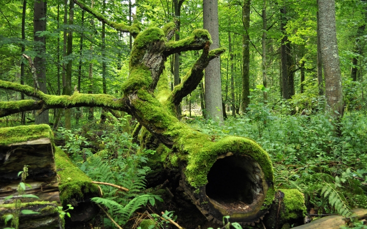 L'ultima foresta d'Europa: Guida TV  - TV Sorrisi e Canzoni
