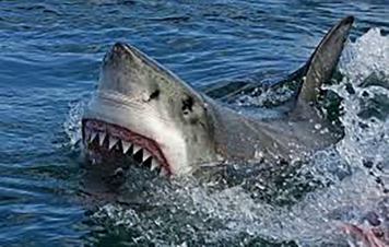 Predatori letali: il morso dello squalo: Guida TV  - TV Sorrisi e Canzoni