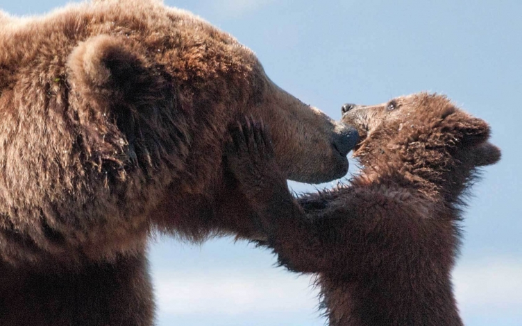 Bears: Guida TV  - TV Sorrisi e Canzoni