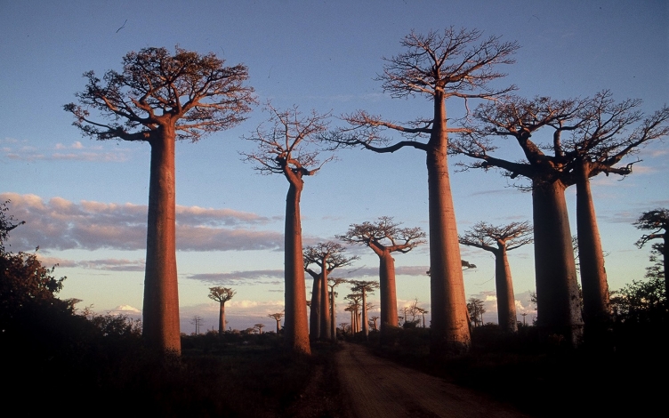 Madagascar: l'isola rossa: Guida TV  - TV Sorrisi e Canzoni