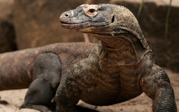 Komodo: il morso letale: Guida TV  - TV Sorrisi e Canzoni