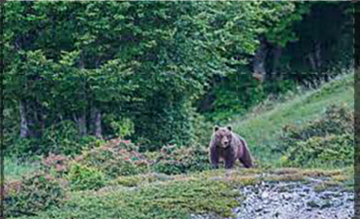 Sulle tracce dell'orso con Barbascura X e Gibba: Guida TV  - TV Sorrisi e Canzoni