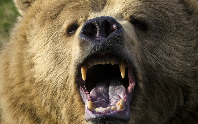 L'assalto dei Grizzly: Guida TV  - TV Sorrisi e Canzoni