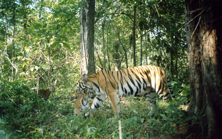 Wild Thailandia: Guida TV  - TV Sorrisi e Canzoni