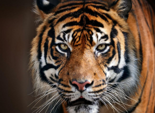 Dynasties: Guida TV  - TV Sorrisi e Canzoni