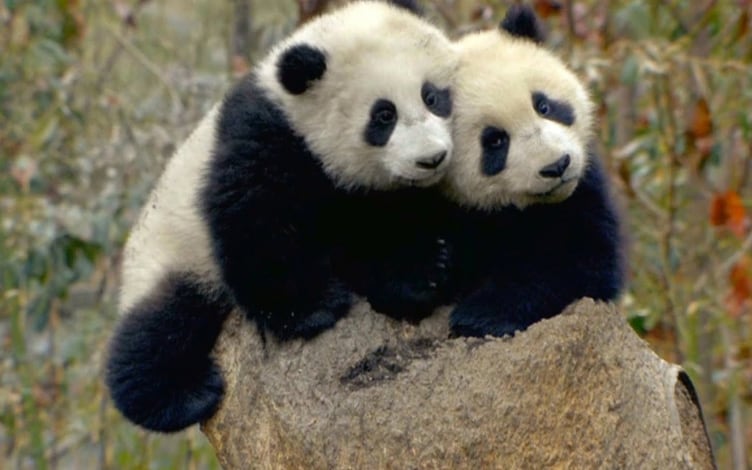 E' nato un panda: Guida TV  - TV Sorrisi e Canzoni