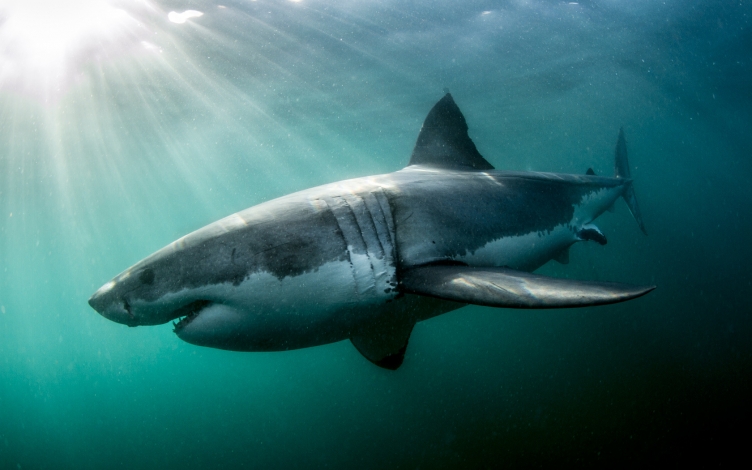 Shark: Guida TV  - TV Sorrisi e Canzoni