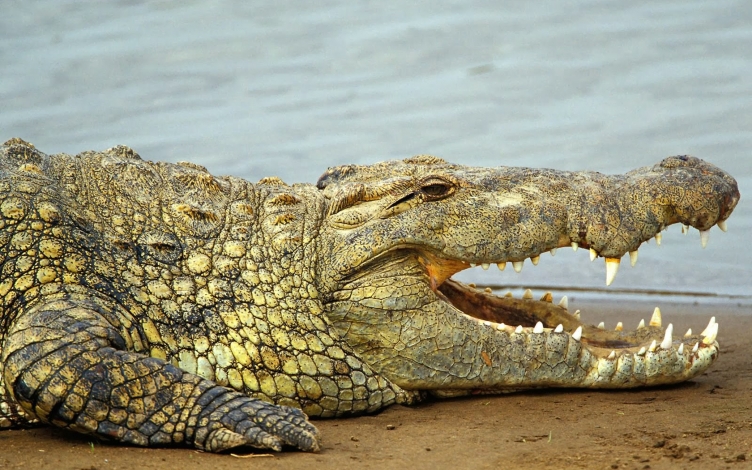 Il lato oscuro dei coccodrilli: Guida TV  - TV Sorrisi e Canzoni