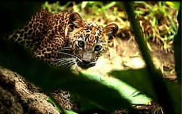 La foresta globale: Guida TV  - TV Sorrisi e Canzoni