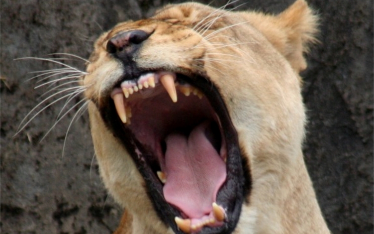 Assedio animale: Guida TV  - TV Sorrisi e Canzoni