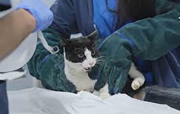 Pet Anatomy: Guida TV  - TV Sorrisi e Canzoni