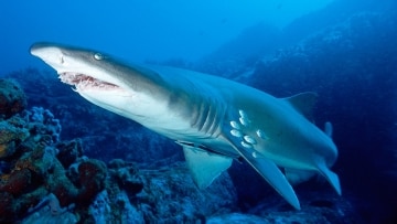 Vivere con gli squali: Guida TV  - TV Sorrisi e Canzoni