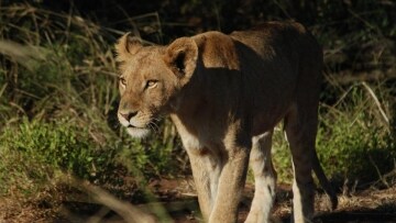 Safari: avventure estreme: Guida TV  - TV Sorrisi e Canzoni