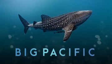 Big Pacific: Guida TV  - TV Sorrisi e Canzoni