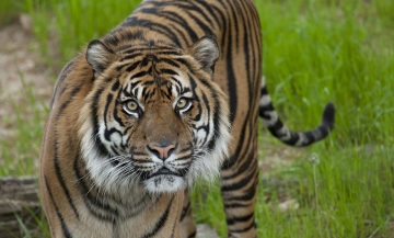 SOS animali pericolosi: Guida TV  - TV Sorrisi e Canzoni
