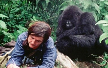Gorilla nella nebbia: la vera storia: Guida TV  - TV Sorrisi e Canzoni