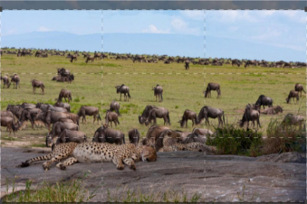 Great Migrations: Guida TV  - TV Sorrisi e Canzoni