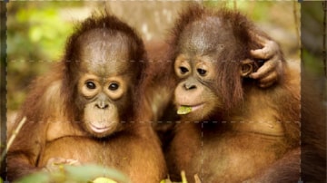Orangutan Jungle School: Guida TV  - TV Sorrisi e Canzoni