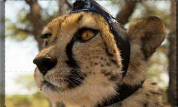 Animals with Cameras: Guida TV  - TV Sorrisi e Canzoni