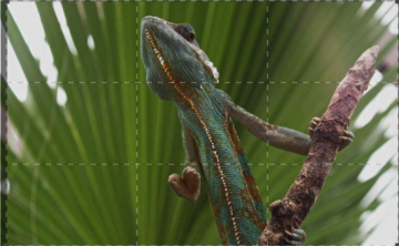 Super Senses: The Secret Power of Animals: Guida TV  - TV Sorrisi e Canzoni