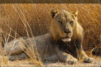 Big cat country: Guida TV  - TV Sorrisi e Canzoni