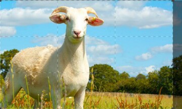 Wild Tales from the Farm: Guida TV  - TV Sorrisi e Canzoni