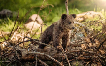 Canada: un anno nella natura selvaggia: Guida TV  - TV Sorrisi e Canzoni