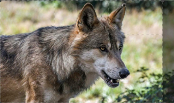 Animal Security: Spagna: Guida TV  - TV Sorrisi e Canzoni