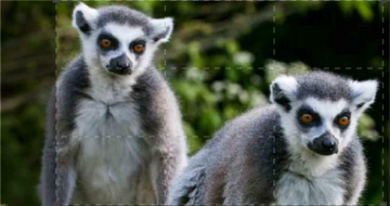 Il grande dizionario degli animali: Guida TV  - TV Sorrisi e Canzoni