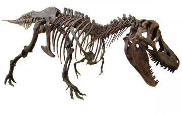 Deadly Dinosaurs: Guida TV  - TV Sorrisi e Canzoni