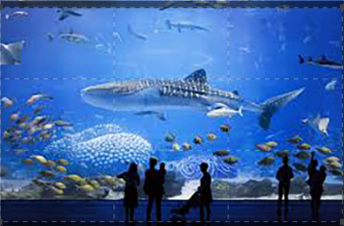 L'acquario più grande del mondo: Guida TV  - TV Sorrisi e Canzoni