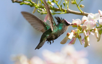 Santuari della Natura: Guida TV  - TV Sorrisi e Canzoni