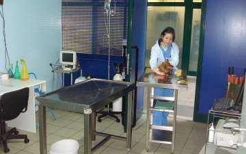 Pronto soccorso animali: Guida TV  - TV Sorrisi e Canzoni