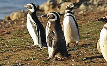 La magia della natura: Patagonia: Guida TV  - TV Sorrisi e Canzoni