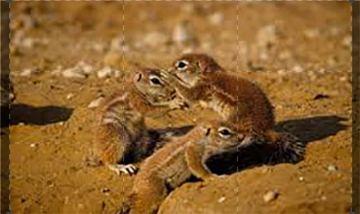 Kalahari - Land of Secret Alliances: Guida TV  - TV Sorrisi e Canzoni
