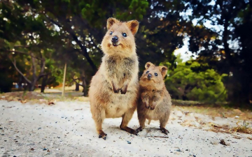 Rottnest Island: Il Regno Dei Quokka: Guida TV  - TV Sorrisi e Canzoni