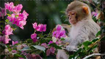 Cina: antico regno naturale: Guida TV  - TV Sorrisi e Canzoni