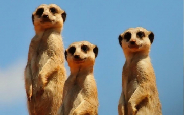 Superconnessi - Le Reti Sociali Degli Animali: Guida TV  - TV Sorrisi e Canzoni